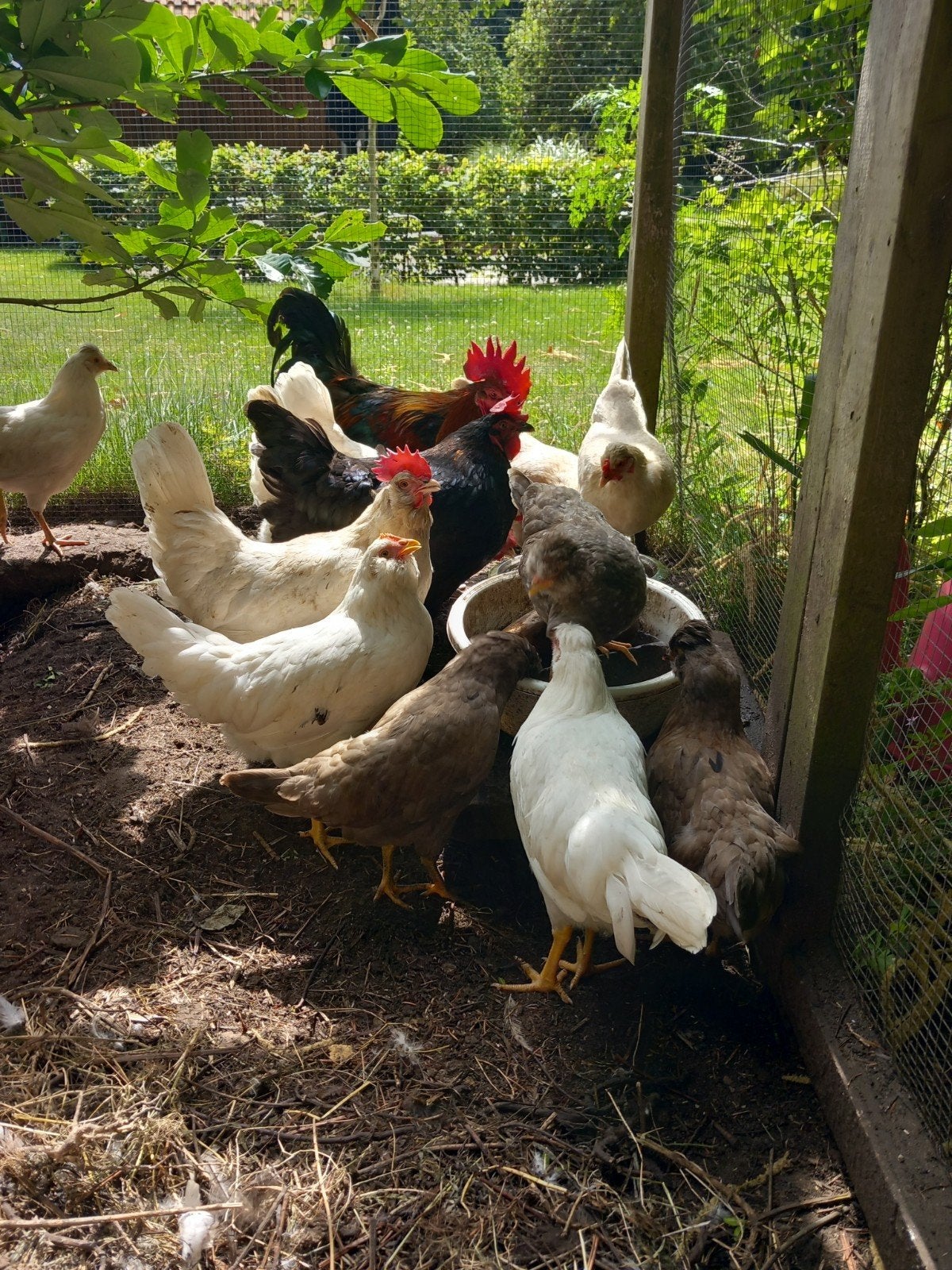 Jonge hennen witte leghorn en araucana, Dieren en Toebehoren, Pluimvee, Vrouwelijk, Kip