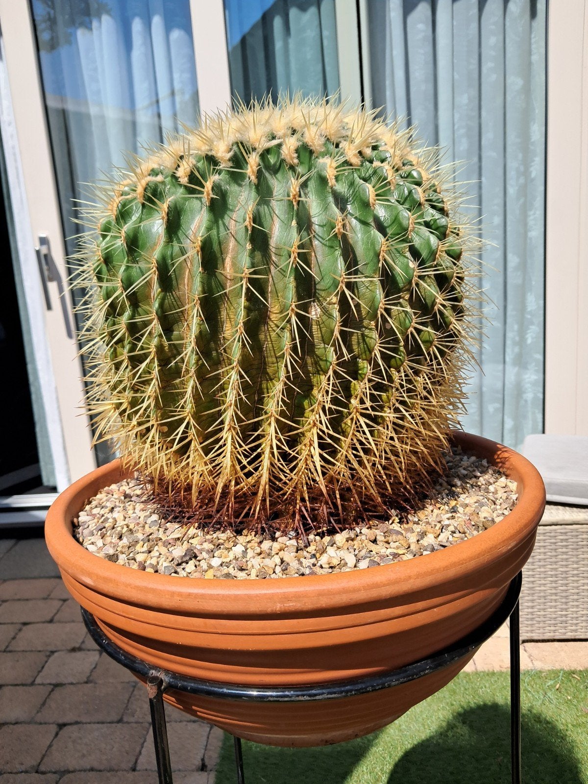 Grote bolcactus, omtrek 104 cm, Tuin en Terras, Ophalen