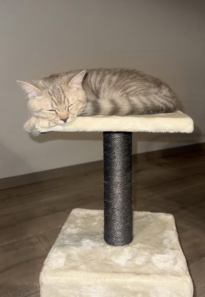 Britse Korthaar Lieve jonge kat Simba zoekt warm thuis, Kater, Kortharig, 0 tot 2 jaar