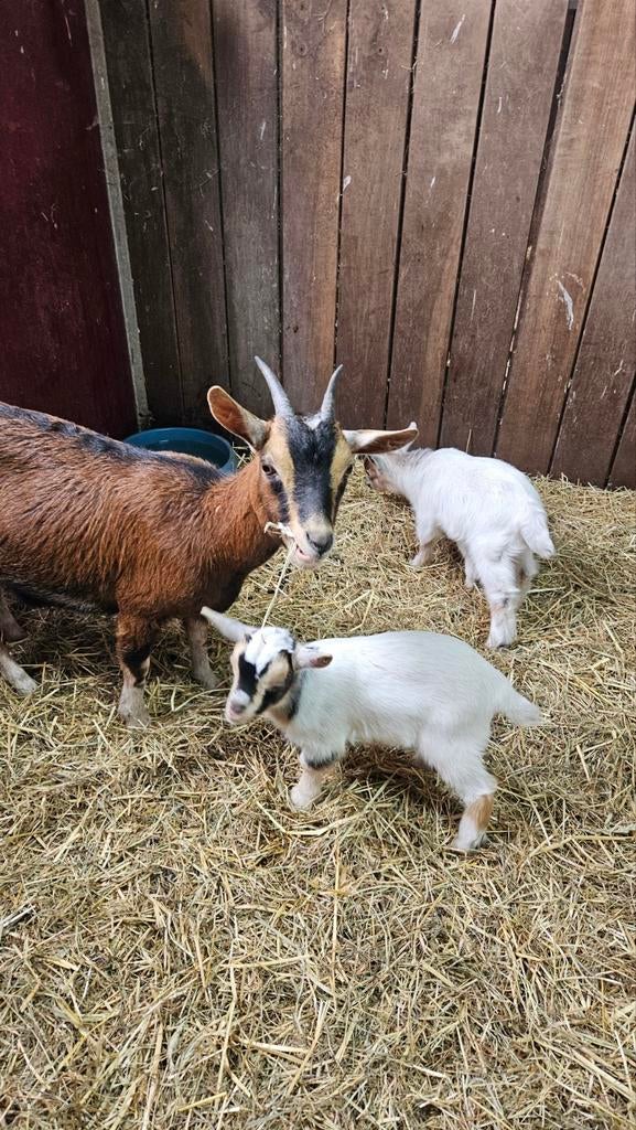 Dwerggeit met 2 geitenlammetjes, Vrouwelijk, Geit