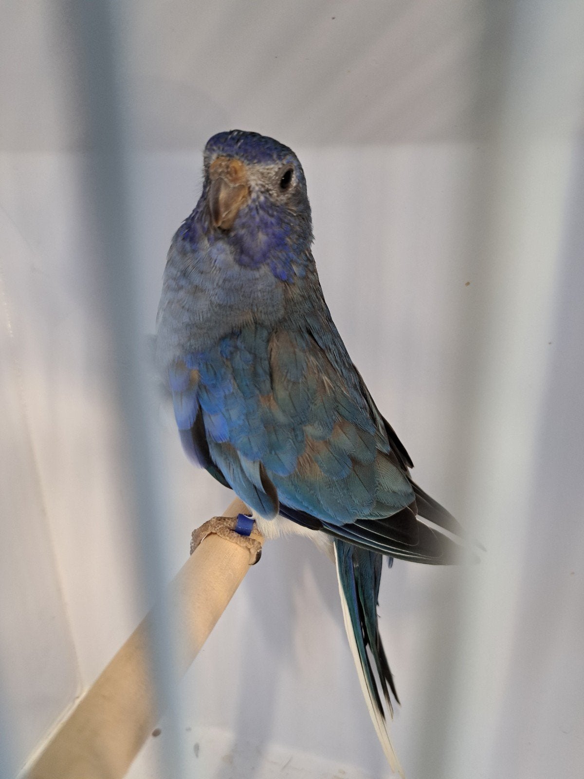 Te koop witborst violet splendid pop van 2025, Vrouwelijk, Parkiet