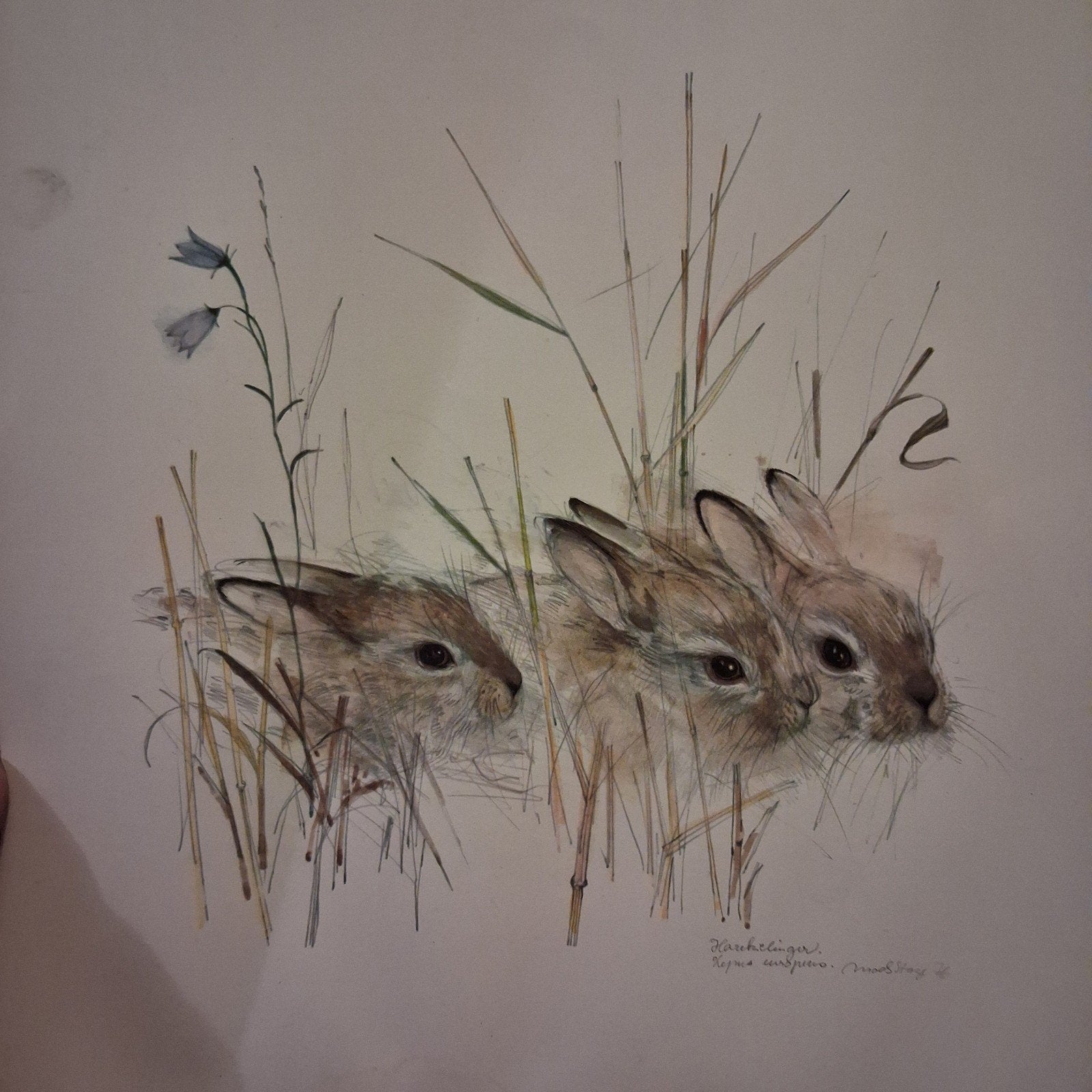 Young hare by Mads Stage Harekelinger, Antiek en Kunst, Ophalen