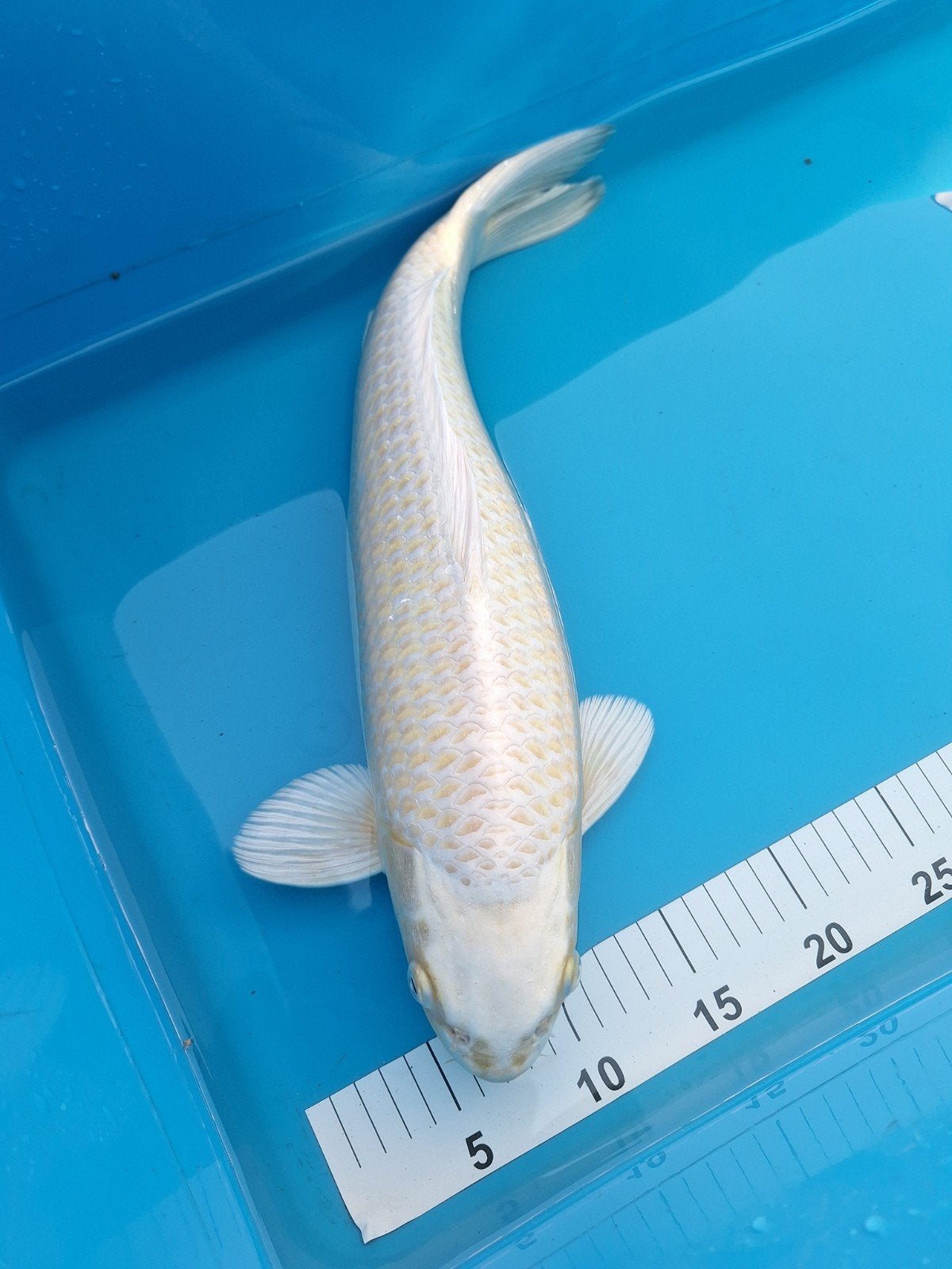 koikarper, Dieren en Toebehoren, Karper of Koi