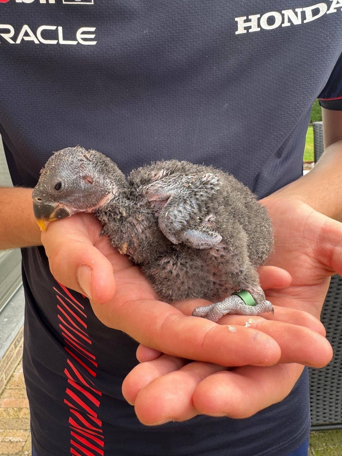 Jonge Edelpapegaai, Dieren en Toebehoren, Vogels | Parkieten en Papegaaien, Geslacht onbekend, Papegaai, Tam