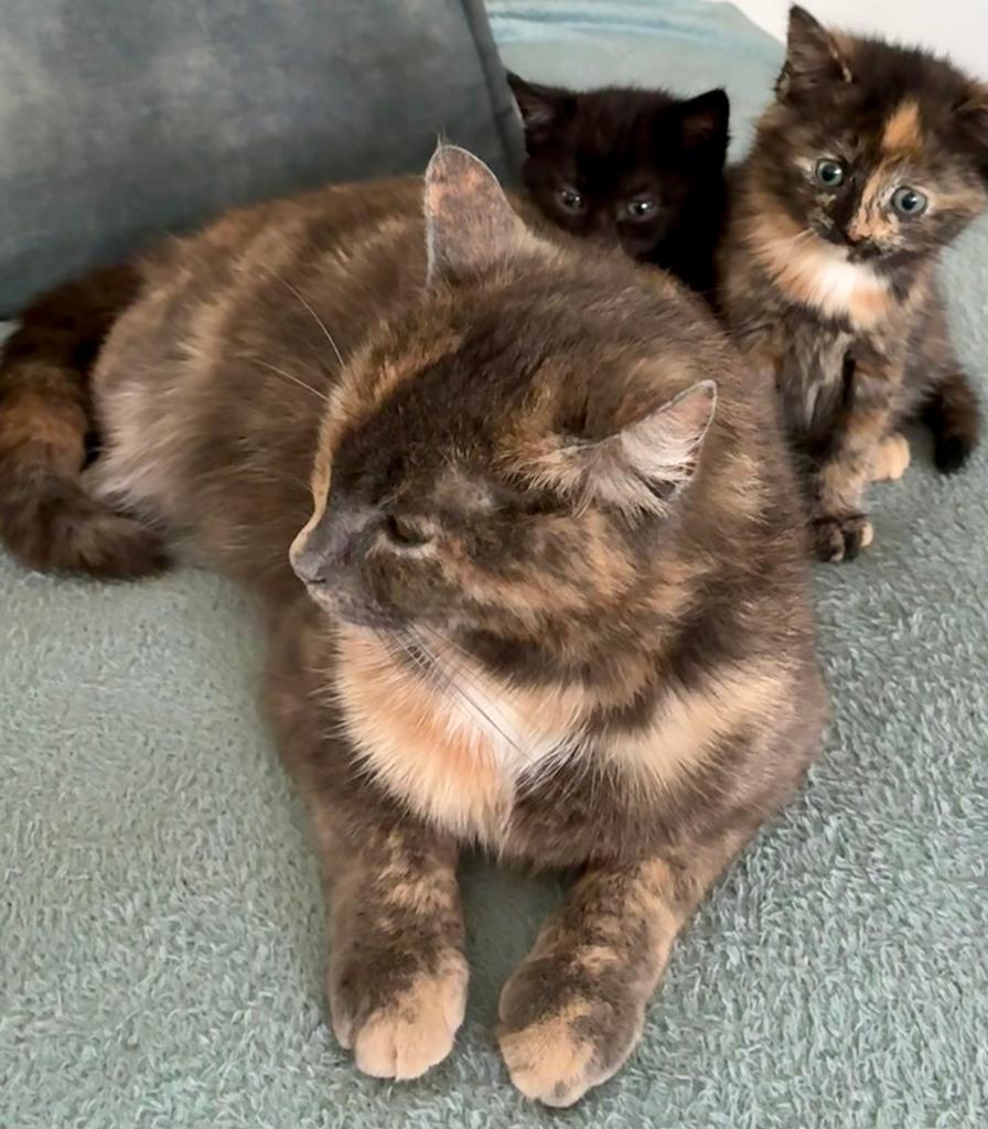 Lieve sociale kittens, grijs schildpad poesje, Dieren en Toebehoren, Katten en Kittens | Overige Katten, Meerdere dieren