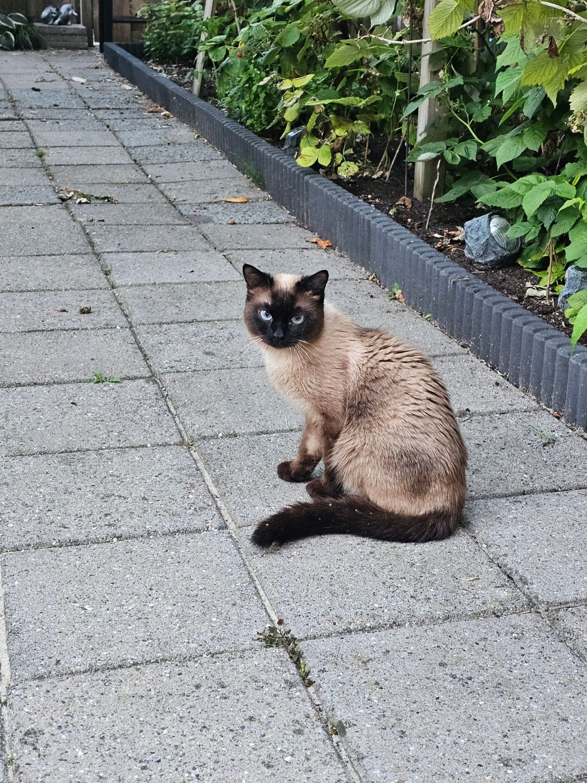 Ragdoll kater, Kater, Ontwormd, 0 tot 2 jaar