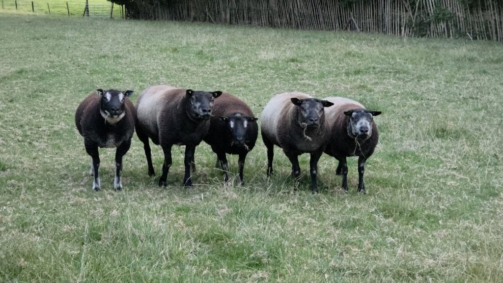 1,5 jarige rammen Dassenkop & Blauwe Texelaar, Mannelijk, Schaap, 0 tot 2 jaar