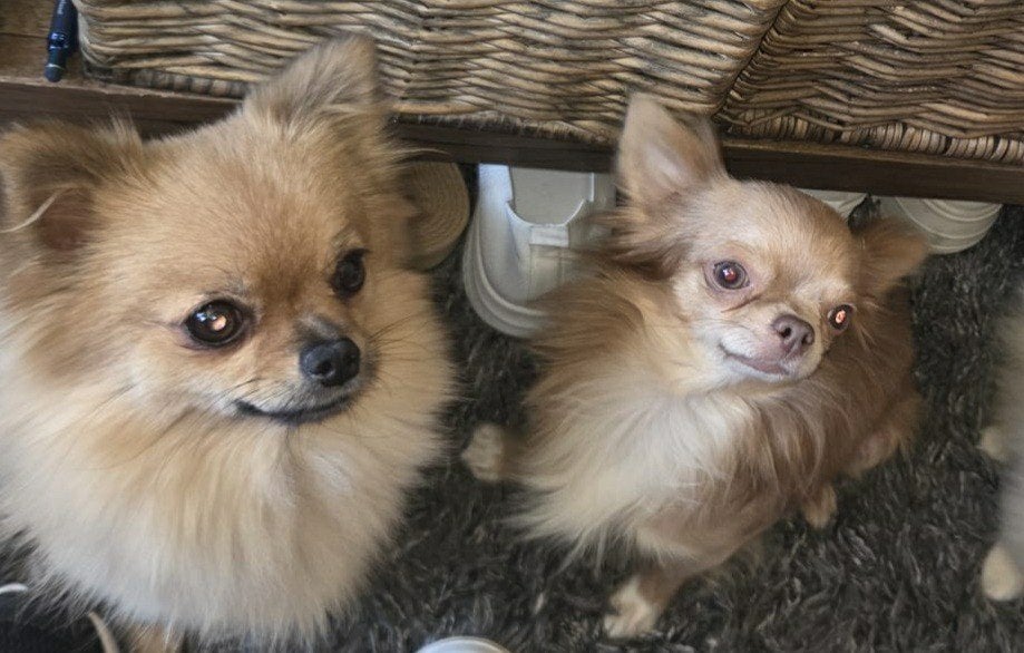 puppy.s verwacht 20 oktober, Dieren en Toebehoren, 8 tot 15 weken, Meerdere dieren, Eén hond, Chihuahua