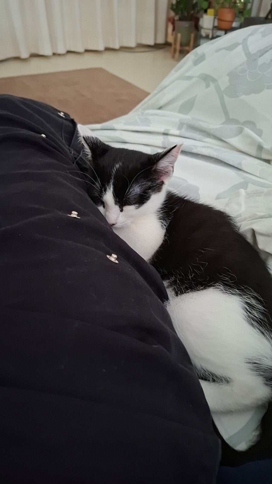 kitten verkopen, Poes, Kortharig, 0 tot 2 jaar