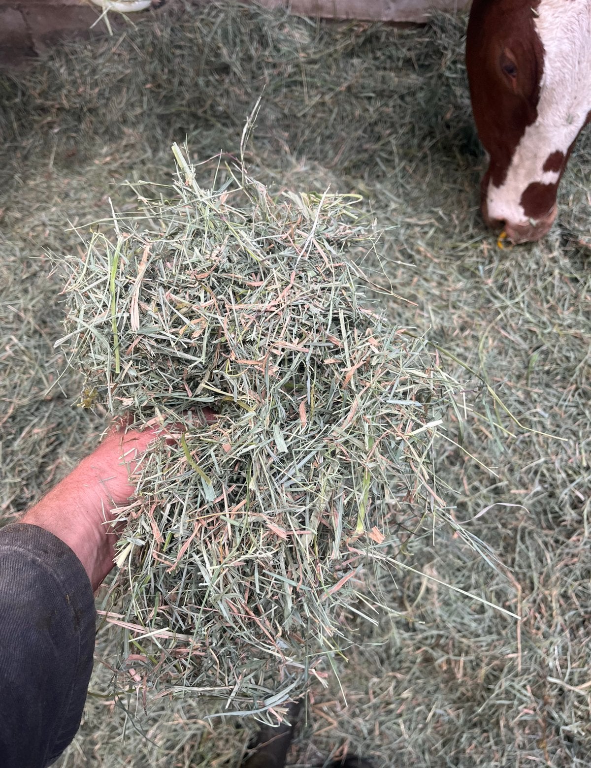 (Paarden) hooi, Ophalen of Verzenden, Vee