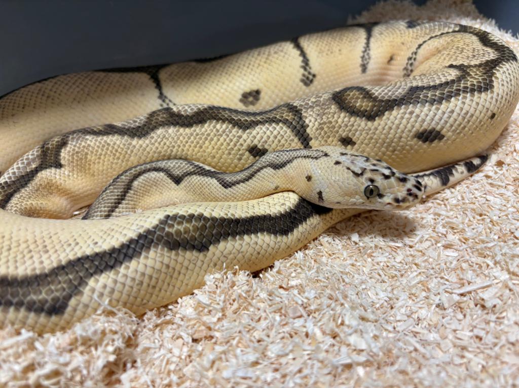 Kweekkoppel Clown ball python regius te koop Ball Python - male for sale from RPM