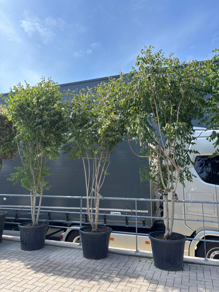 Meerstammige Koelreuteria paniculata, Overige soorten, 250 tot 400 cm, Zomer, Ophalen