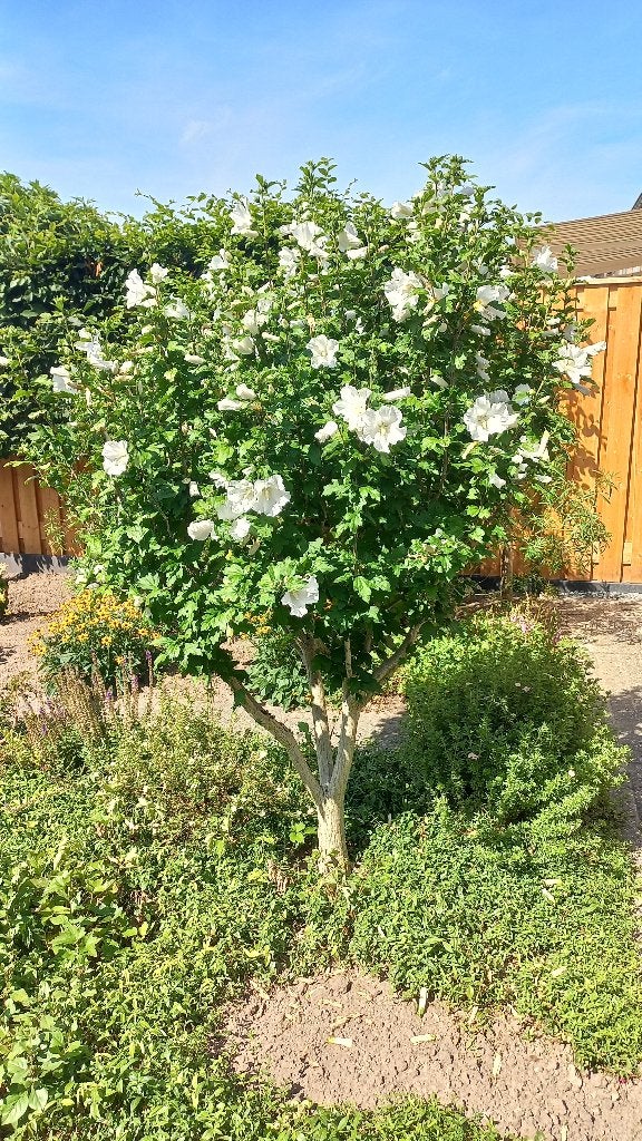 hibiscus, Ophalen, Overige soorten, Struik, 100 tot 250 cm