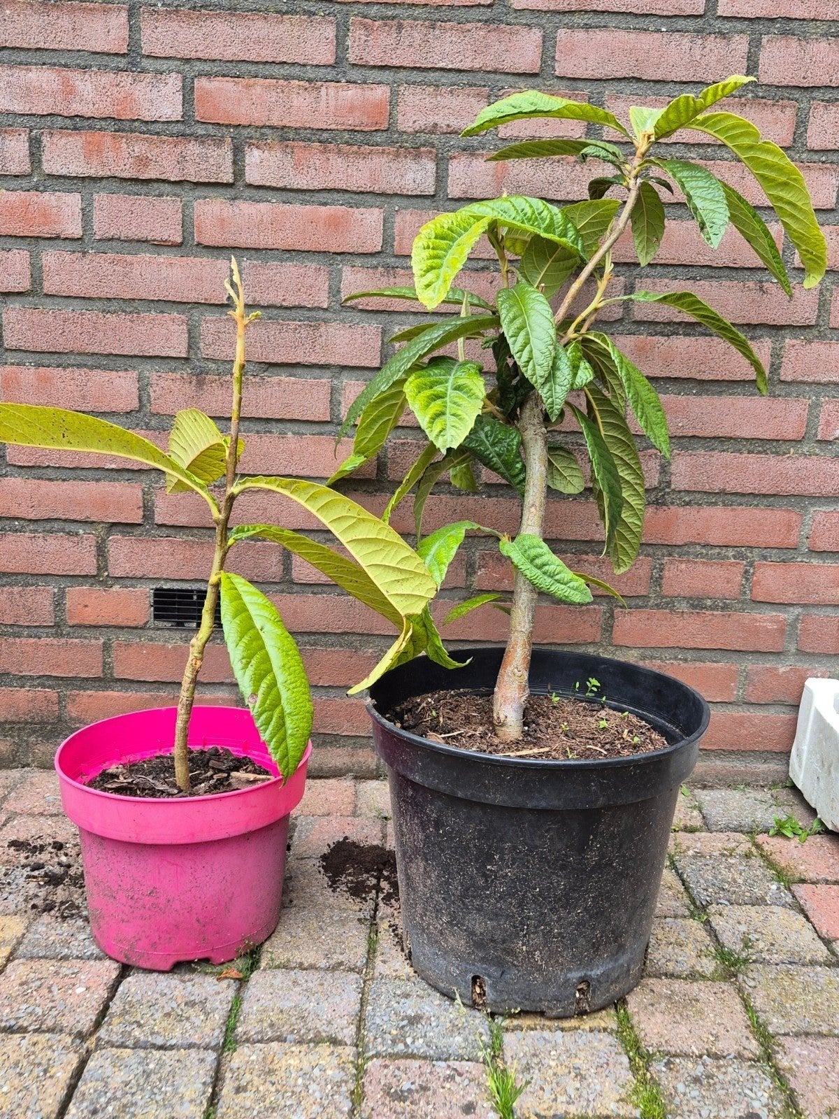 Loquat Japanse mispel, Ophalen of Verzenden, Overige soorten, Volle zon