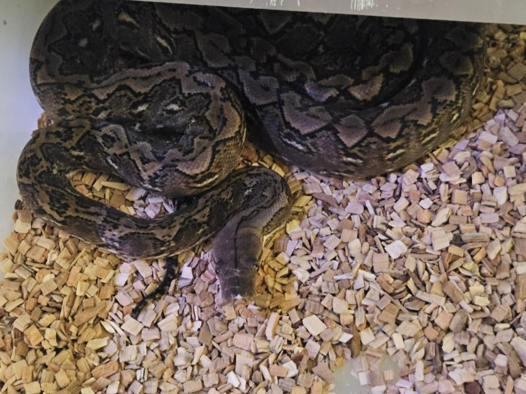 couples 1.1 python reticulatus KAROMPA super nain F1 2022 Reticulated Python - unknown for sale from reptile900