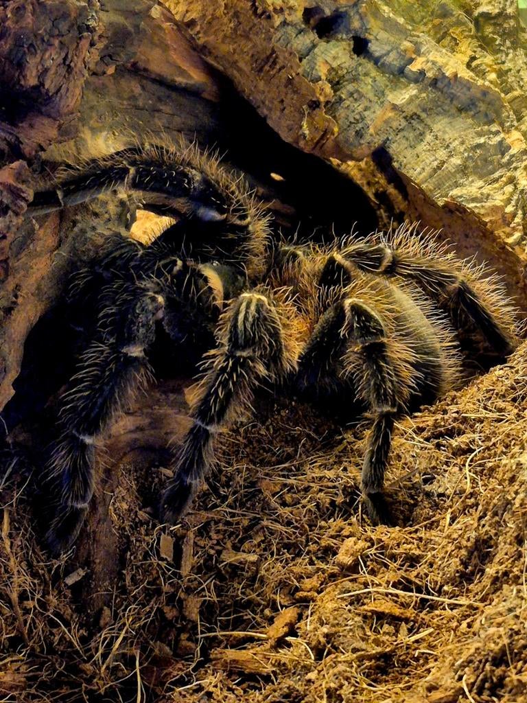 Lasiodora parahybana slings (1fh), Dieren en Toebehoren, Spin of Schorpioen
