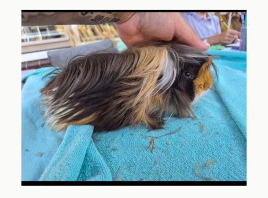 Cavia peruvian beertje, Dieren en Toebehoren, Cavia, April, Mannelijk, Tam