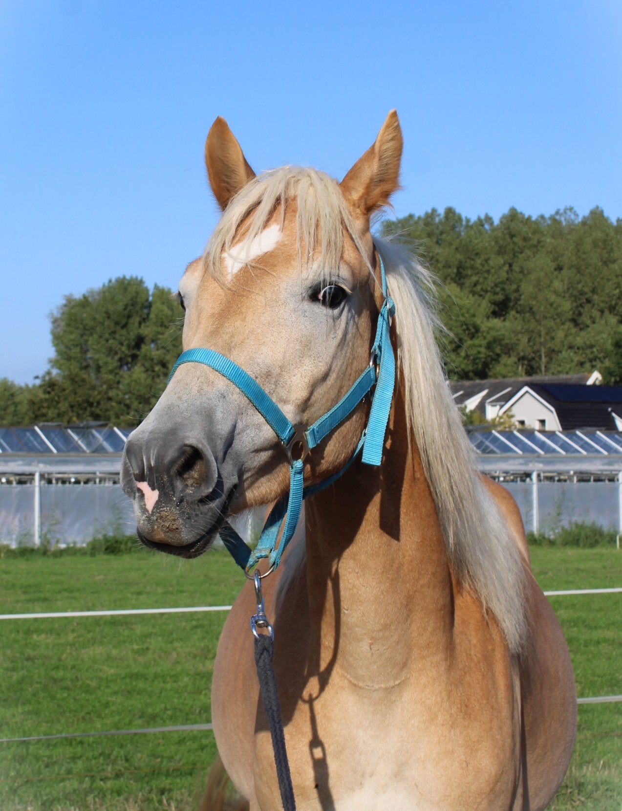 Vriendelijke haflingerruin "reus" van 1.52, E pony (1.48m - 1.57m), Met stamboom, Ruin, 0 tot 2 jaar