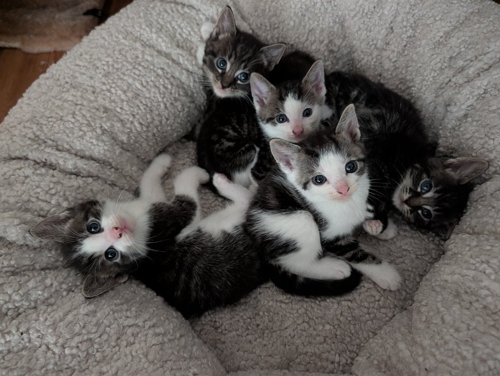 Kittens, Dieren en Toebehoren, Meerdere dieren