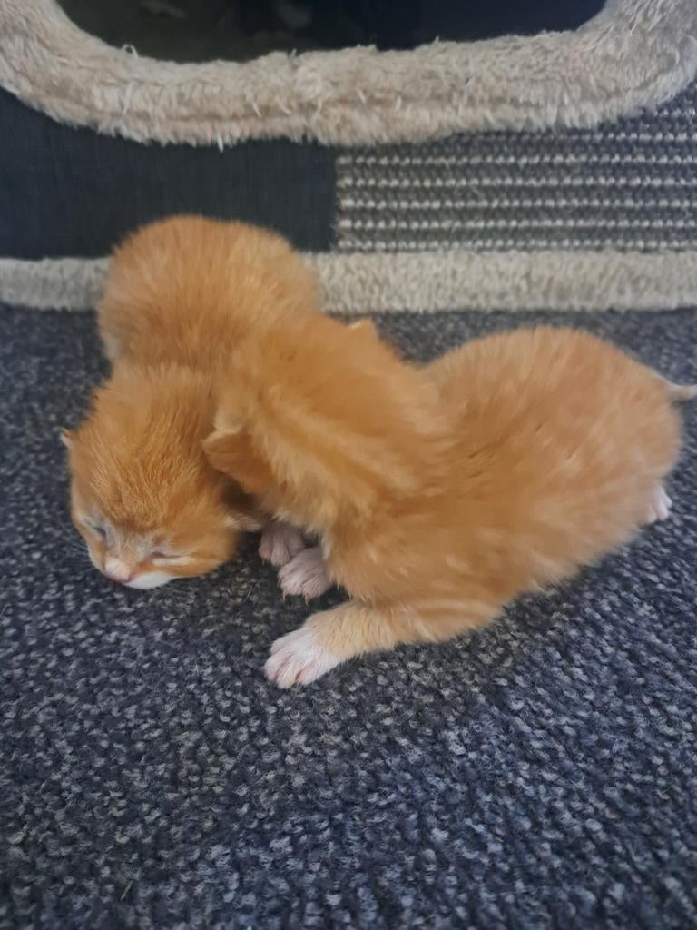 Kittens, Dieren en Toebehoren, Katten en Kittens | Overige Katten, Poes, Kortharig, 0 tot 2 jaar