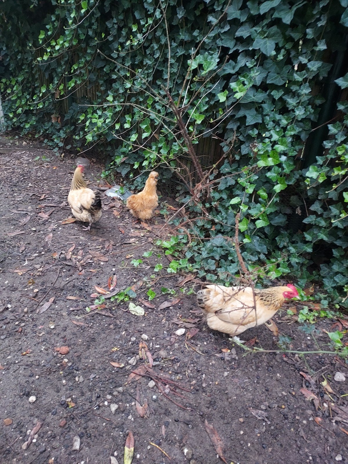 3 hennen, Vrouwelijk, Kip