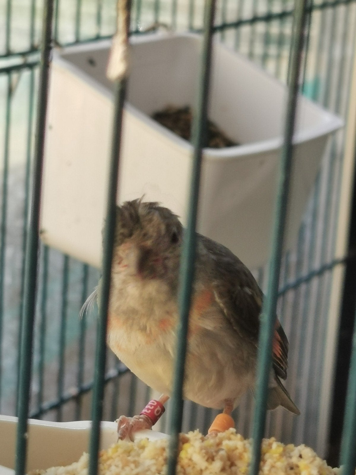 Kapoetie pop., Vrouwelijk, Geringd