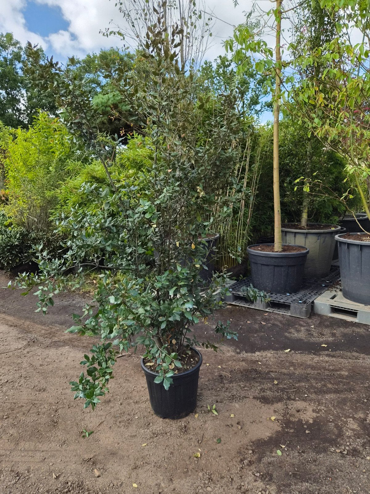 Quercus Ilex (Steeneik) 175-200cm, Overige soorten, Lente, 100 tot 250 cm, Ophalen