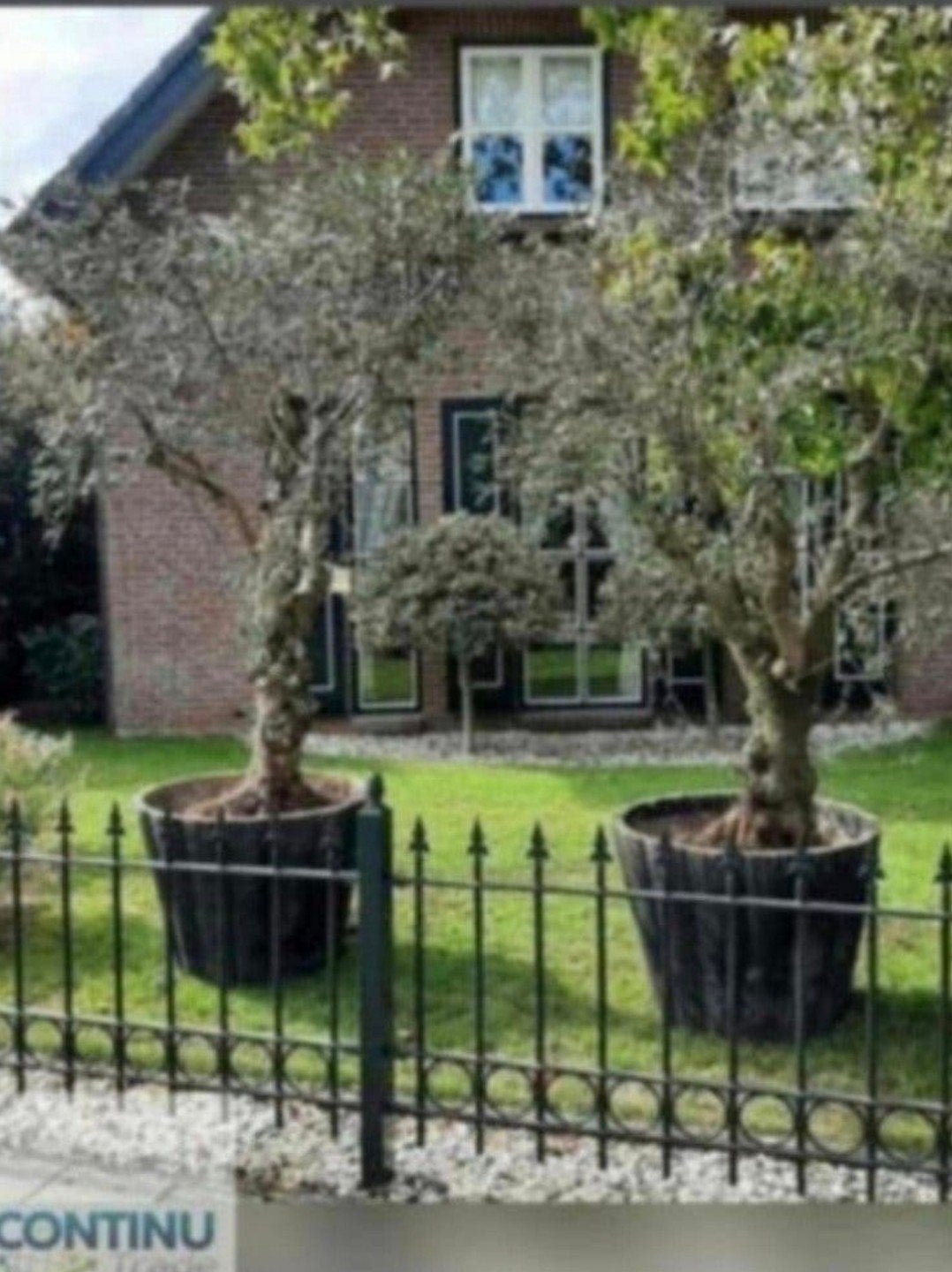 2 Olijfbomen ca 60 jaar oud en 2 Luxe Riviera Maison potten, Olijfboom, 250 tot 400 cm, Zomer, Ophalen