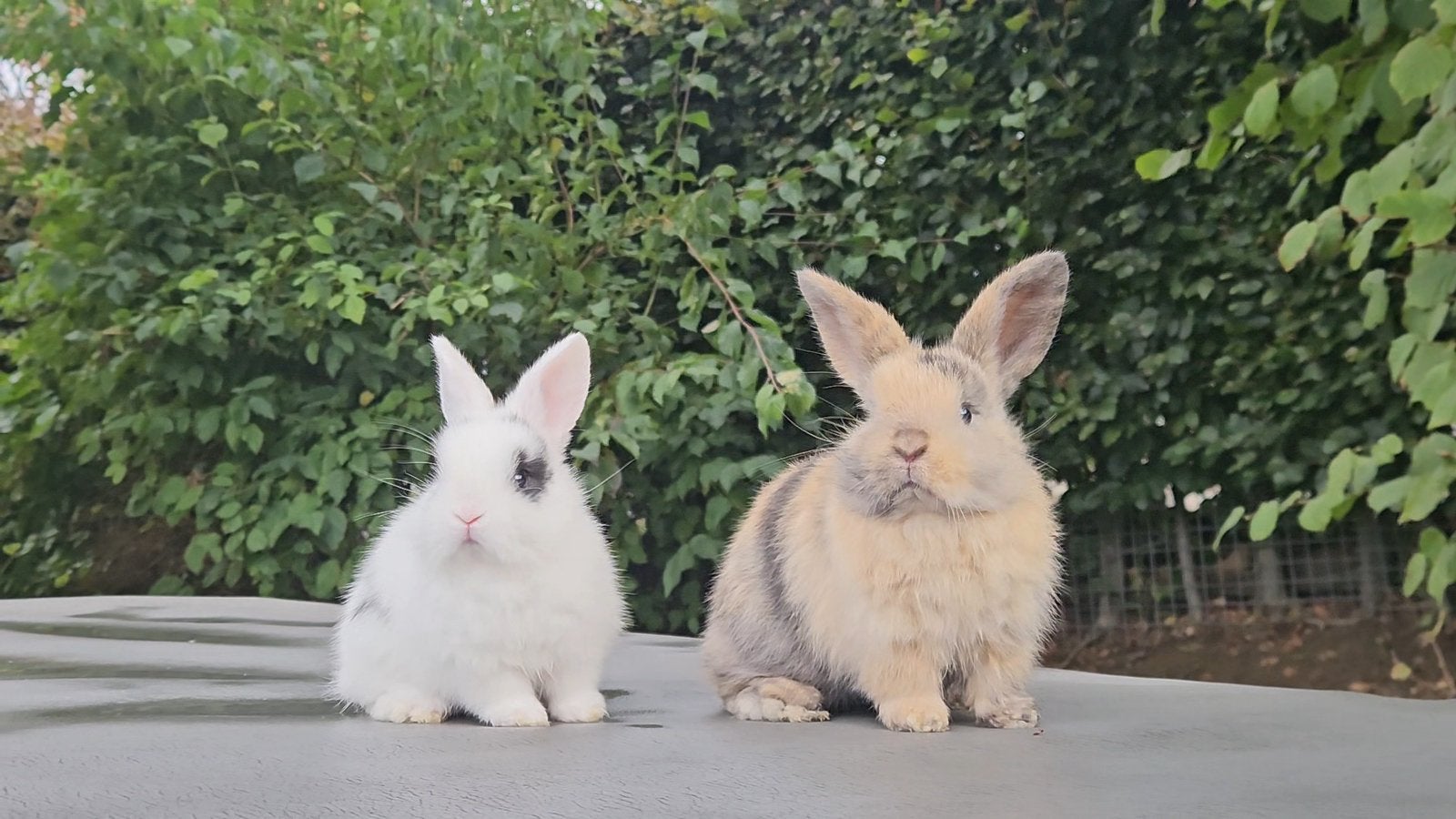 NHD hangoor dwerg konijn x minilop, Meerdere dieren, Dwerg, Hangoor