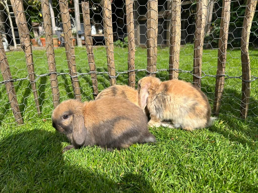 Hangoor dwergkonijnen, Dieren en Toebehoren, Konijnen, Meerdere dieren, Dwerg, Hangoor, 0 tot 2 jaar