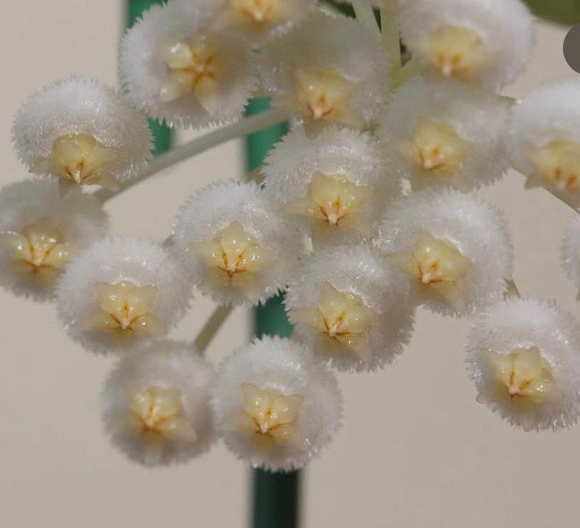Hoya lacunosa white pearl, Ophalen of Verzenden, Halfschaduw, Minder dan 100 cm