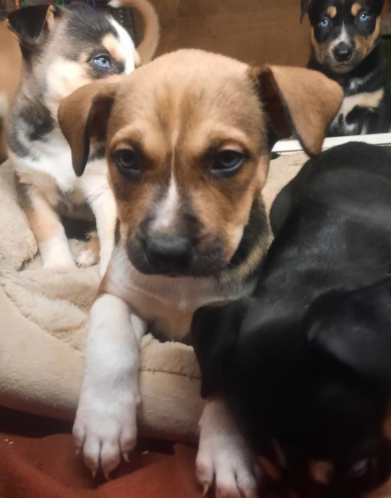 Amerikaanse stafford kruising pups blue eyes reutjes!!, Parvo, 8 tot 15 weken, Eén hond, Nederland