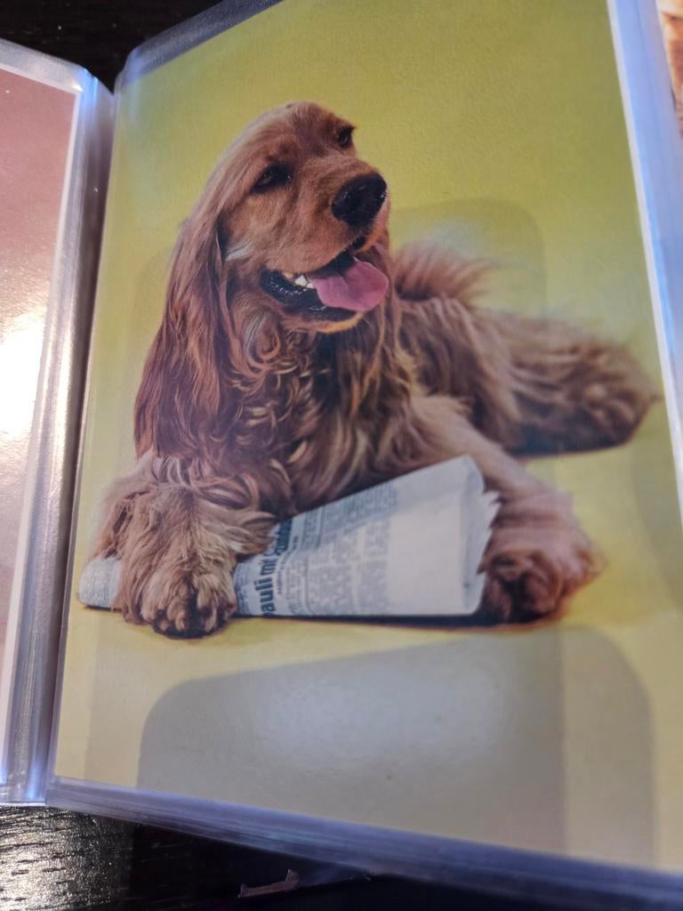 Vintage ansichtkaart: Cocker Spaniël met krant, Verzamelen, Ansichtkaarten | Dieren, Ongelopen, 1960 tot 1980, Hond of Kat, Ophalen of Verzenden