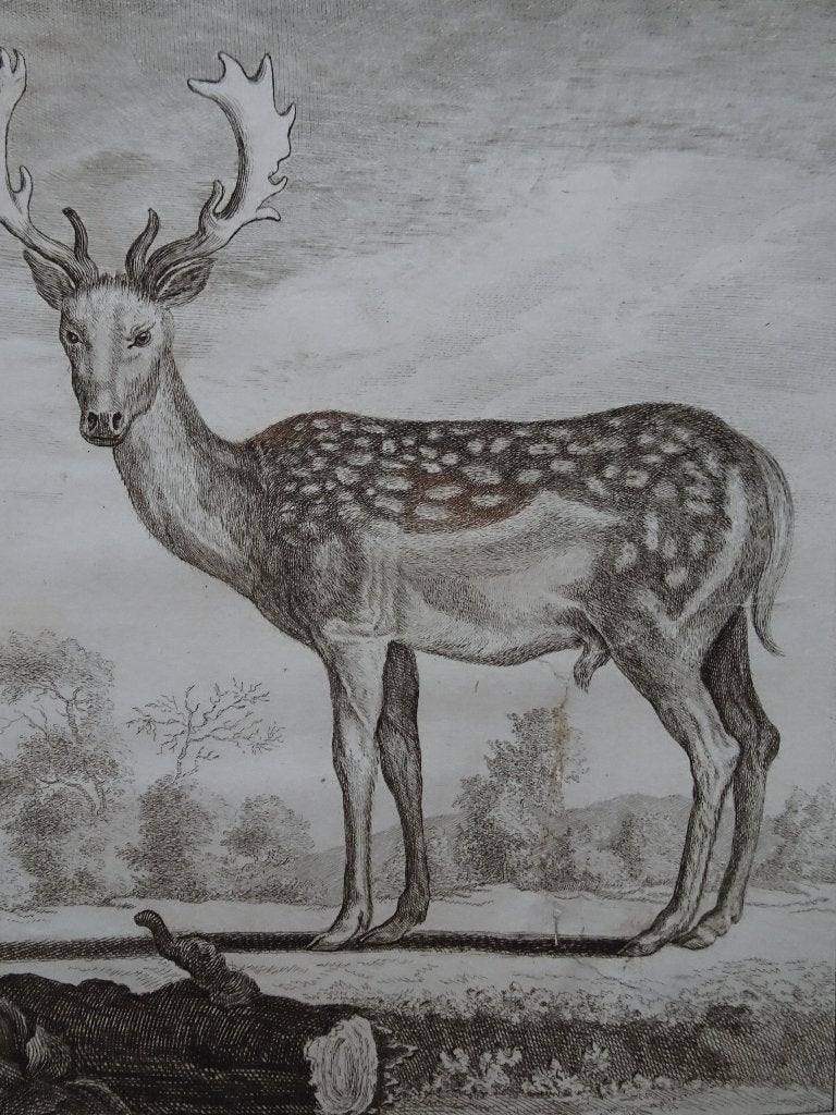 gravure hert met gewei, dier, CF Fritsch, n. de Seve ca 1770, Ophalen of Verzenden, Gravure, Origineel, Flora en Fauna