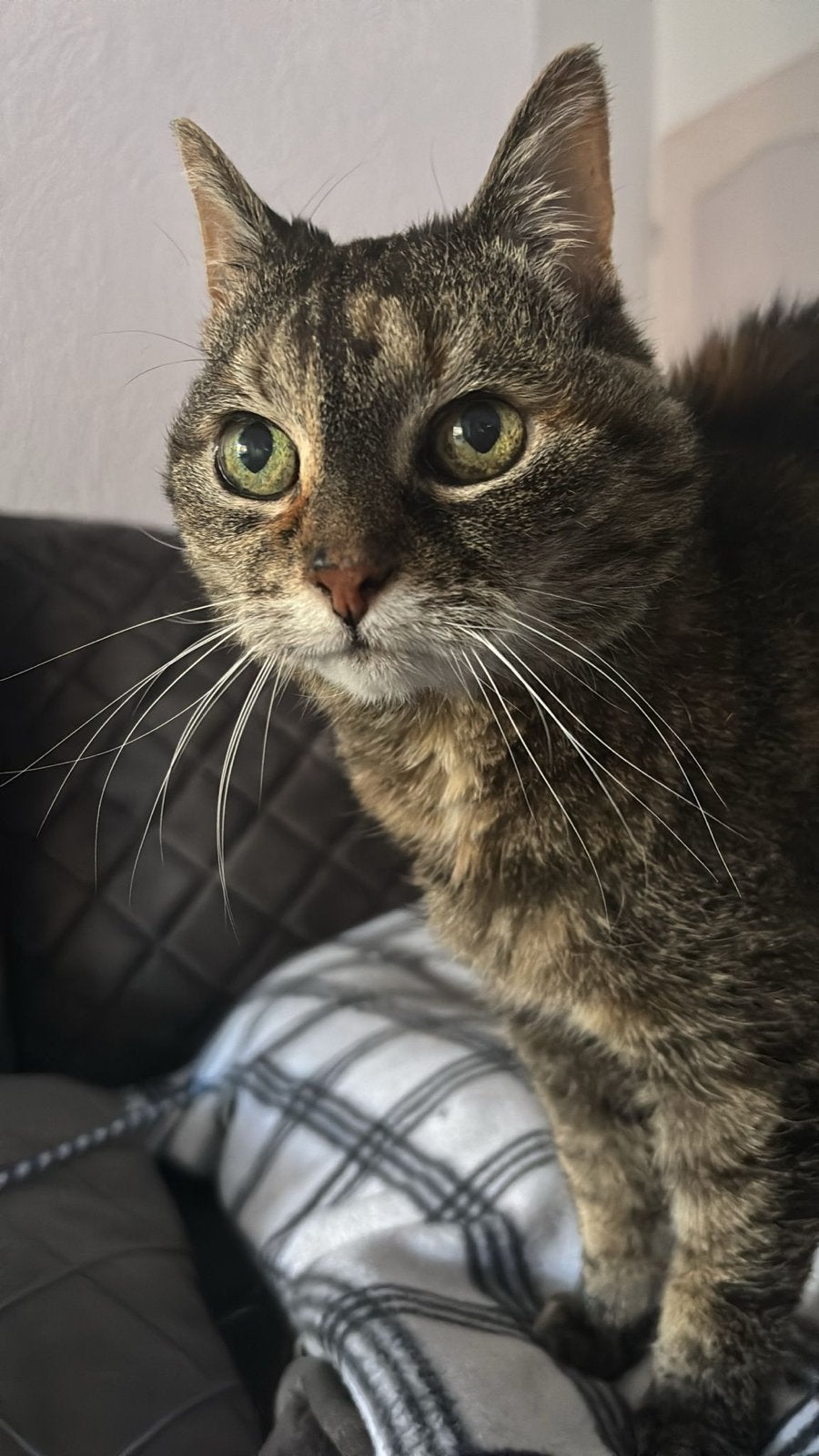 Katten oppas biedt zich aan., Meerdere dieren