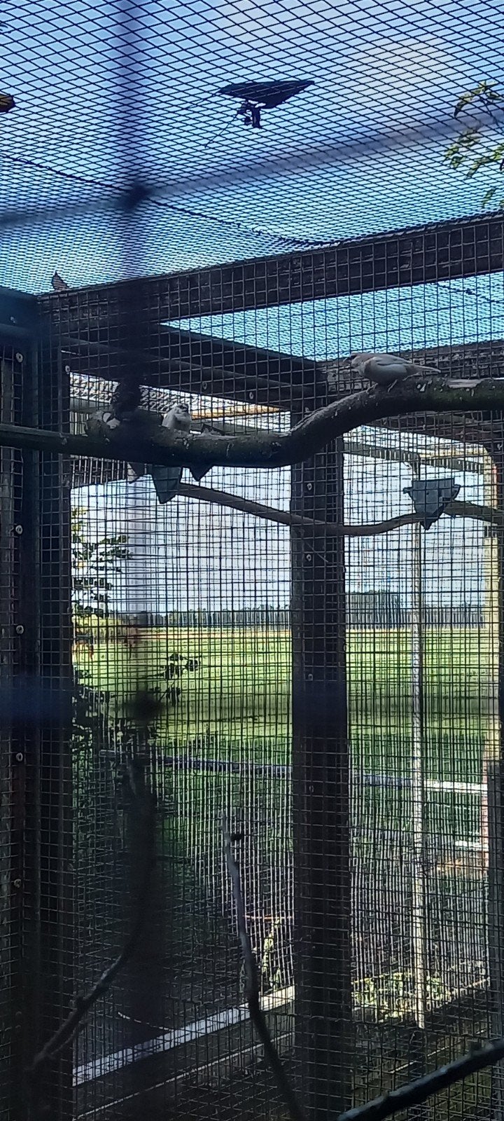 meeuwen + barmsijsjes, Meerdere dieren, Tropenvogel, Geringd