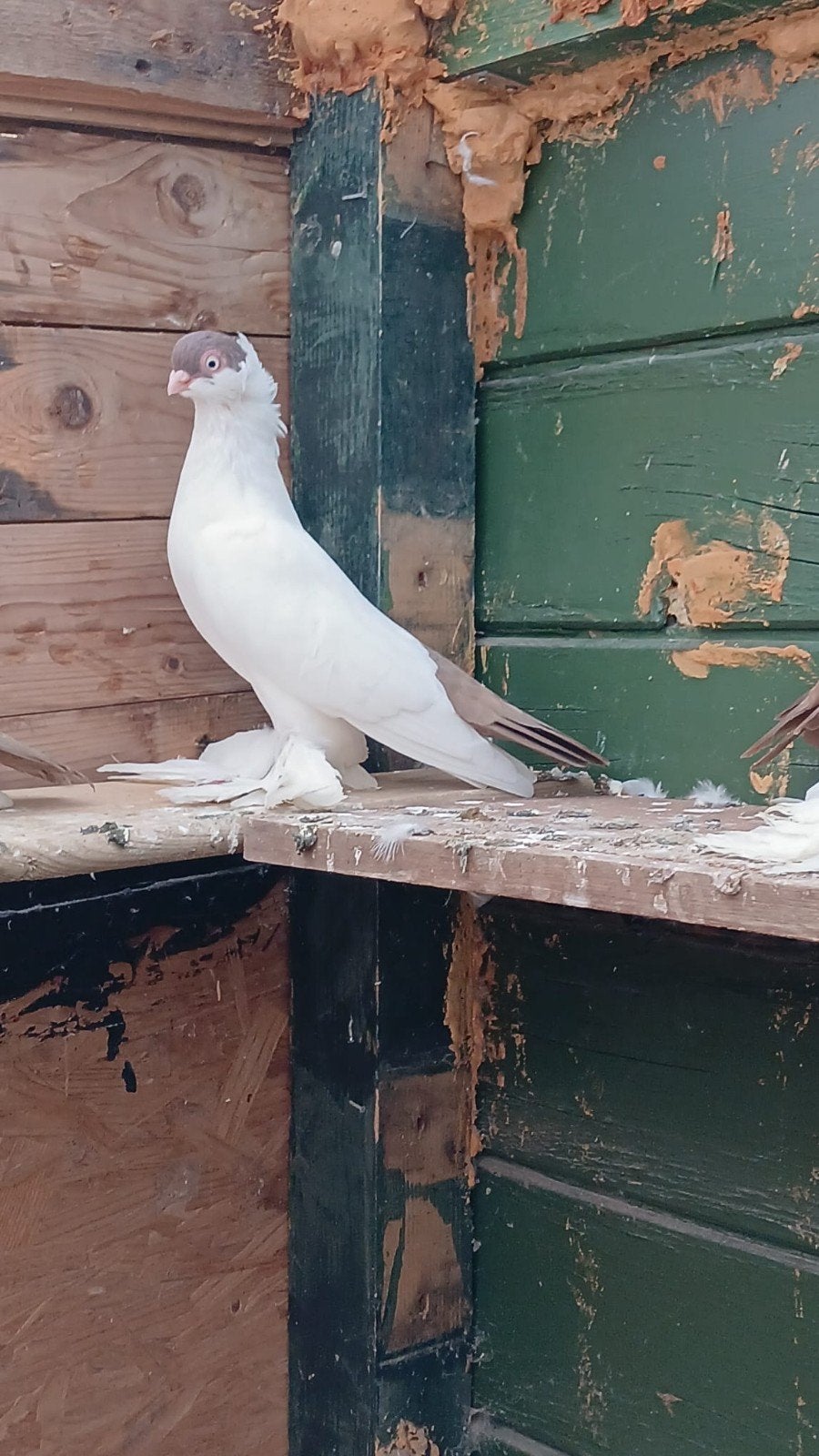 heel erg mooi krymka duiven, Dieren en Toebehoren, Meerdere dieren, Postduif