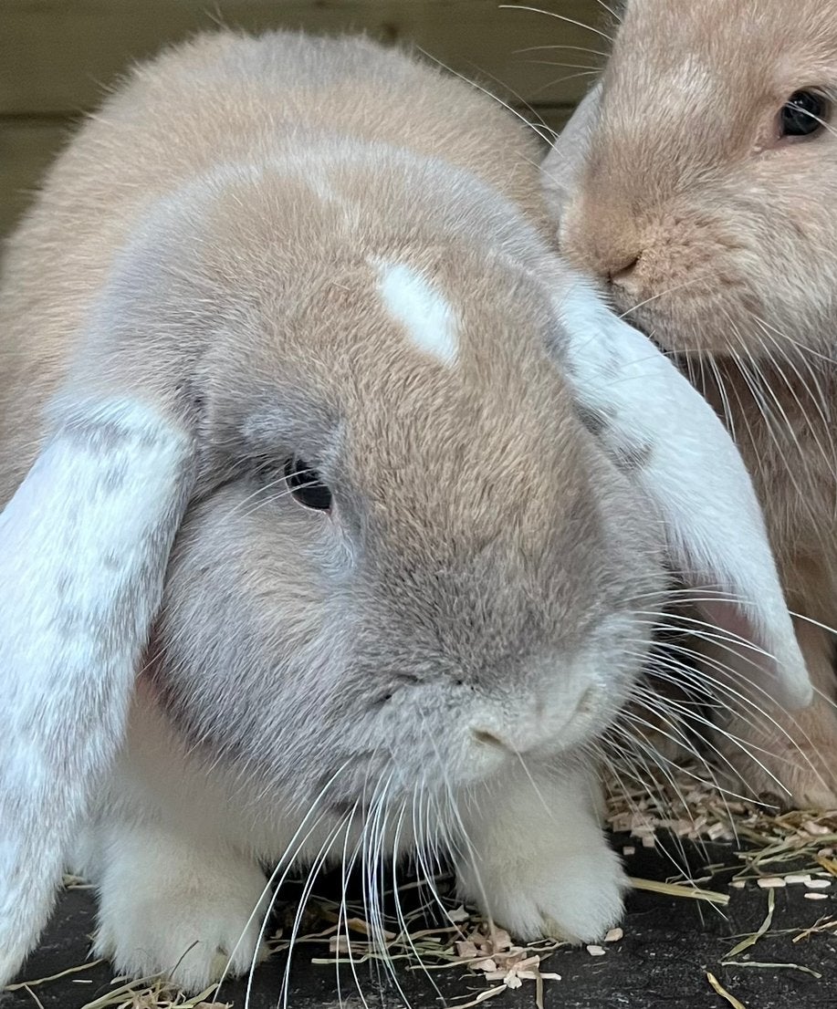 Franse hangoor gecastreerd, Dieren en Toebehoren, Mannelijk, Groot, Hangoor, 0 tot 2 jaar