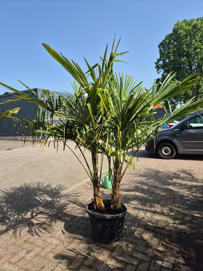 Palm, Trachycarpus fortunei 2-stam, winterhard, Ophalen, Gehele jaar, Volle zon