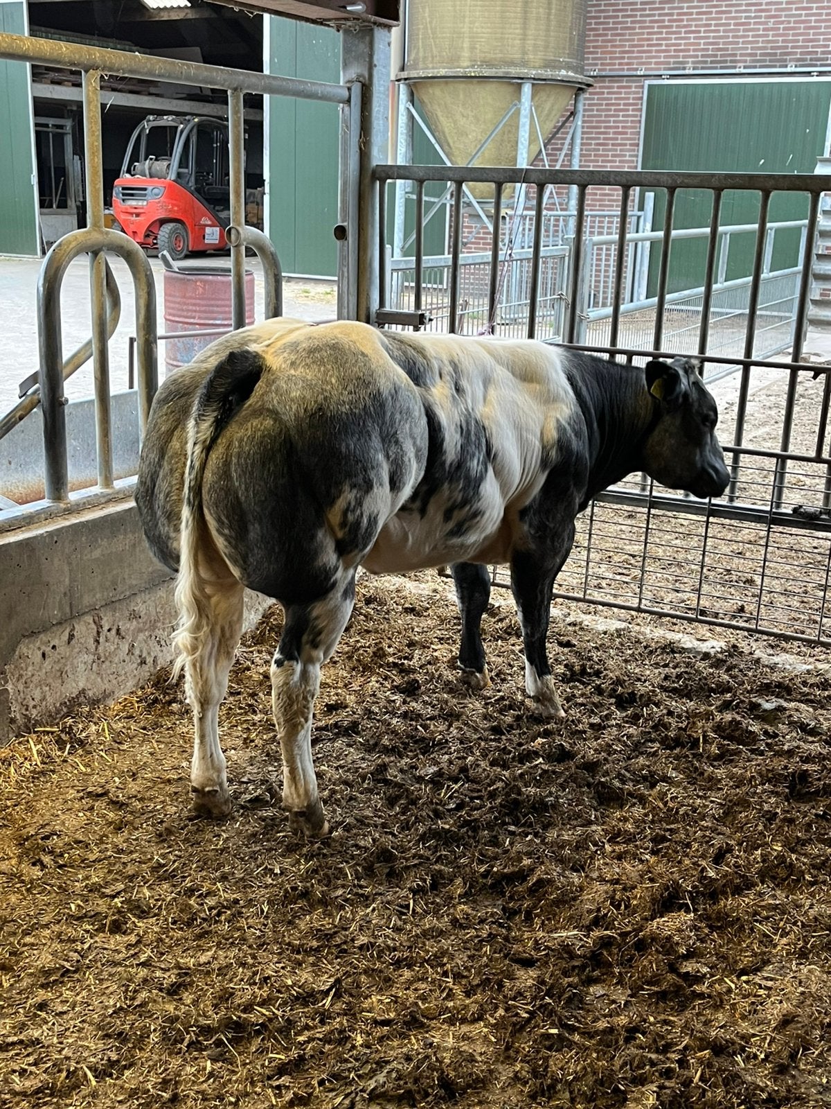 Super dikbil vaars, Dieren en Toebehoren, Runderen, Meerdere dieren