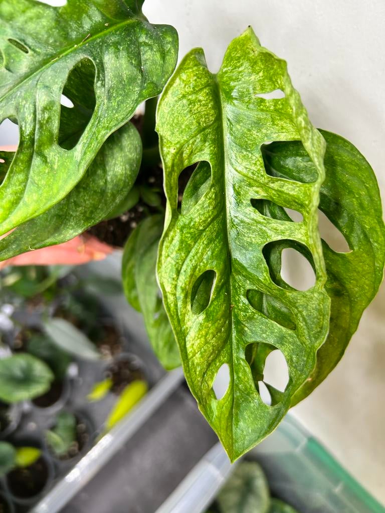 Monstera Adansonii Mint - Zeldzame Variëteit, Huis en Inrichting, Kamerplanten, Ophalen of Verzenden, Halfschaduw, Minder dan 100 cm