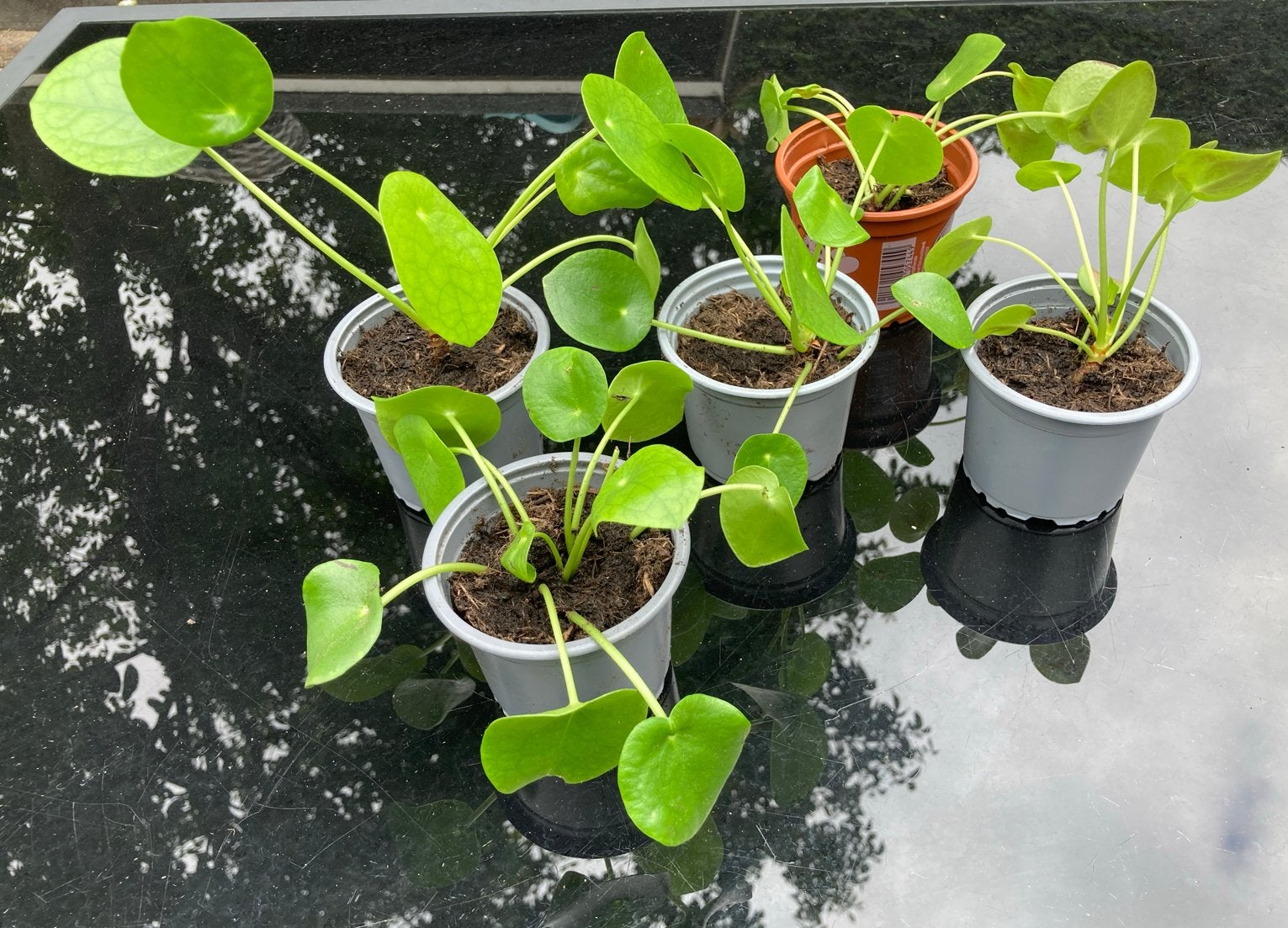 Pannenkoekenplantjes - Pilea Peperomioides, Huis en Inrichting, Kamerplanten, Ophalen, Overige soorten, Halfschaduw, Minder dan 100 cm