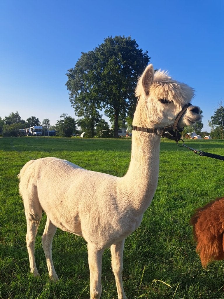 Mooie witte alpaca ruin Owen, halstermak, Juli, Mannelijk