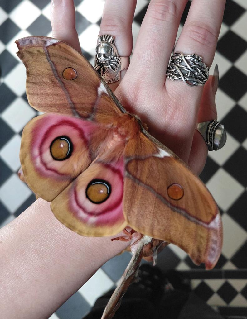 Antherina suraka rupsjes, Dieren en Toebehoren