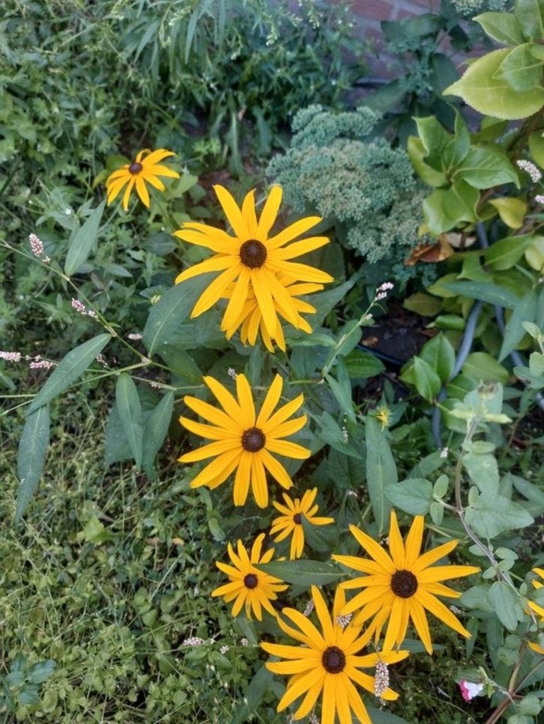 Rudbeckia f. 'Goldsturm', Volle zon, Vaste plant, Lente, Ophalen
