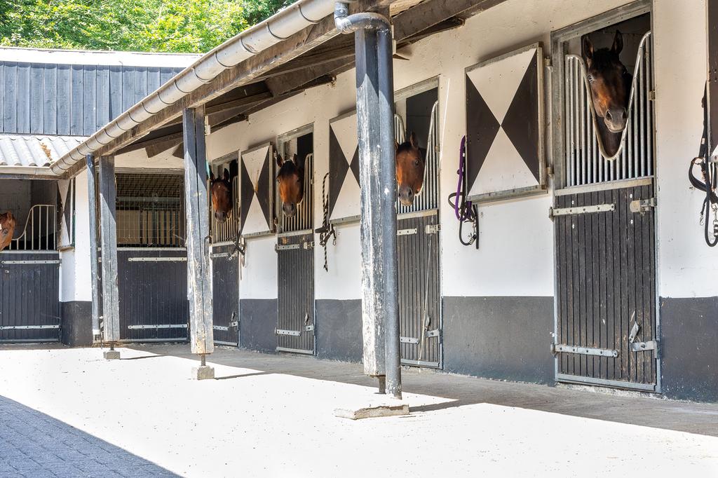 Mathijs Hoijtink Sporthorses plek voor trainginspaarden, Dieren en Toebehoren, Stalling en Weidegang, Stalling