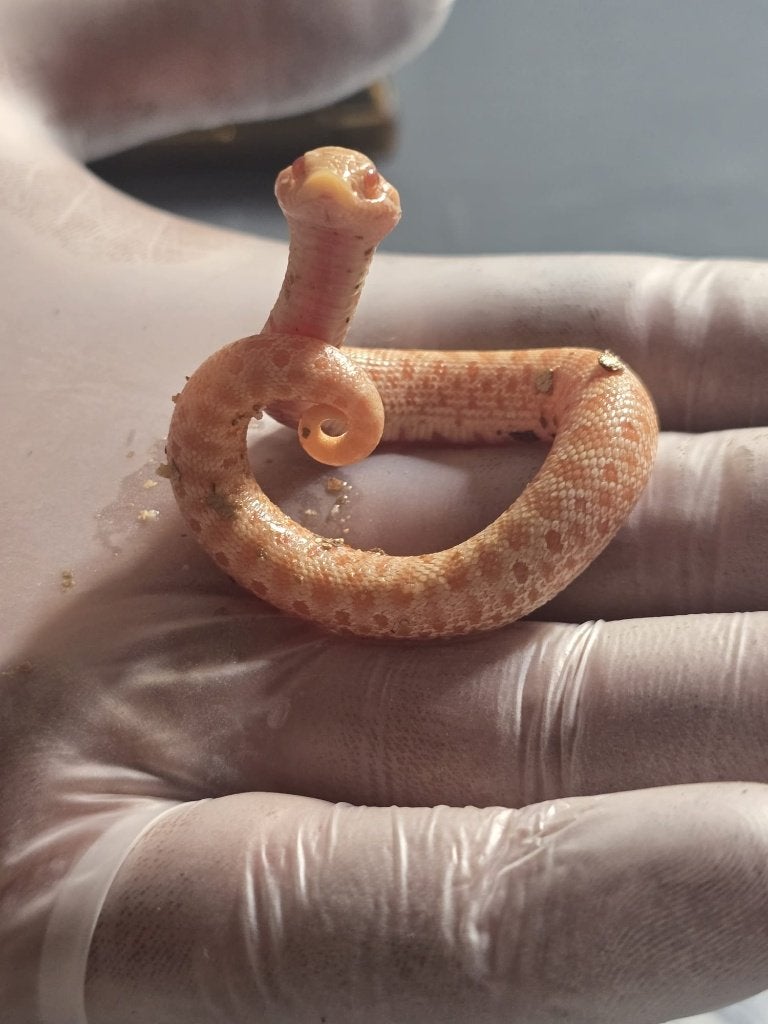 heterodon nasicus Hognose Snake - female for sale from Hognose Empire