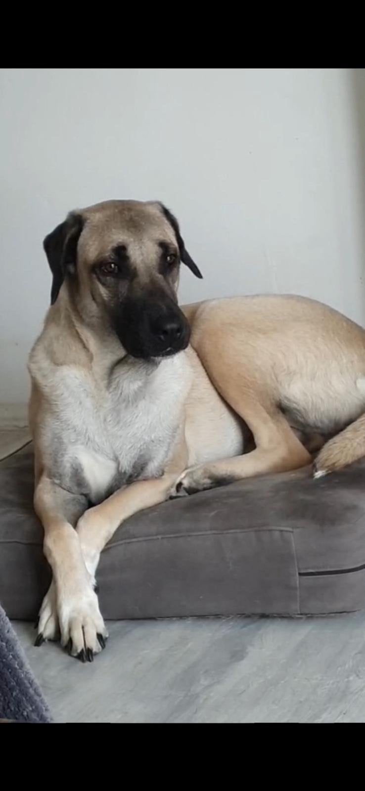 Lieve Kangal-teef zoekt een fijne nieuwe plek spoedd!!, Dieren en Toebehoren, Honden | Herdershonden en Veedrijvers, Teef, Parvo