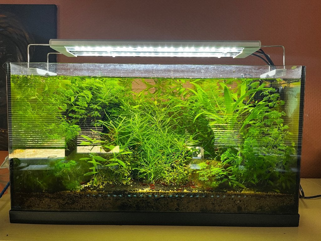 aquarium 60 x 30 cm, Ophalen, Gebruikt, Gevuld zoetwateraquarium