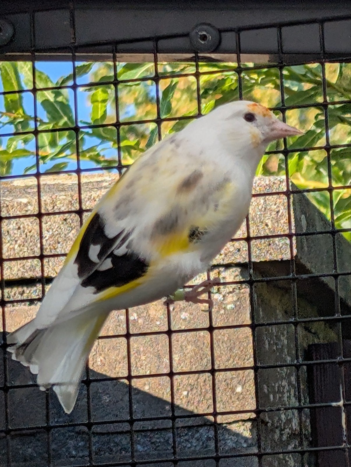 majoor putter man van 2024, Dieren en Toebehoren, Mannelijk, Wildzangvogel, Geringd